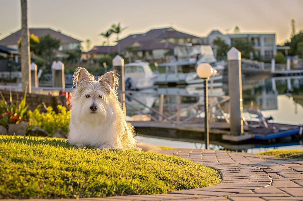 Rascal, pictured at Raby Bay, found his forever home when he was adopted from the Redland Animal Shelter. Photo: Paw Prints Pet Photography