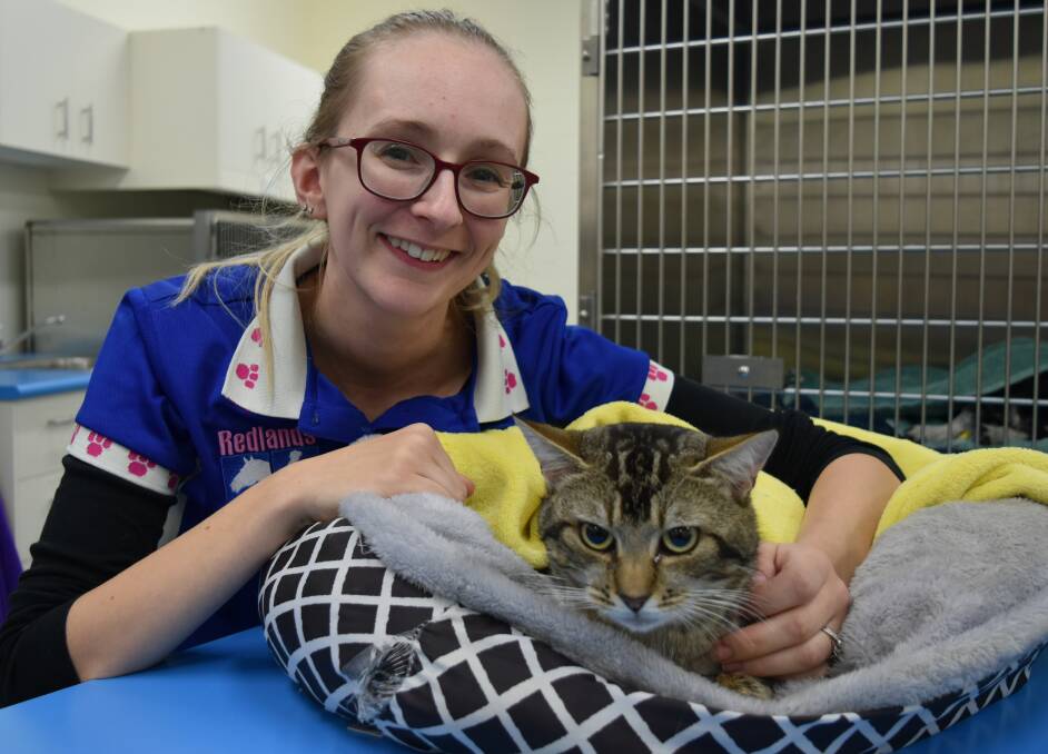 Redlands Veterinary Clinic vet Dr Charlotte Lee with cat GT. He was covered with 24 ticks but looks set to make a good recovery after treatment. Photo: Hannah Baker