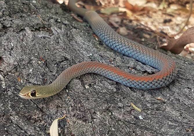 SNAKE BITE: It is not understood what species of snake the man was bitten by. Pictured is a yellow-faced whip snake. Photo: Lauren Amy Rose