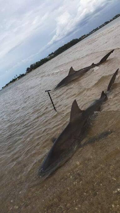 Two bull sharks were caught in between Wellington Point and King Island last month. Photo: Supplied