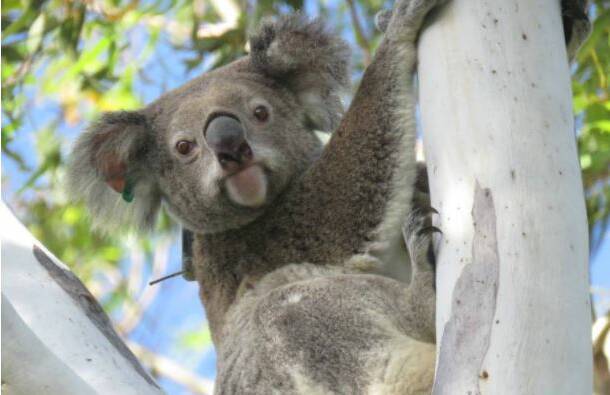 LOOK OUT: Nature lovers are worried about koalas affected by dry, hot conditions across south-east Queensland.