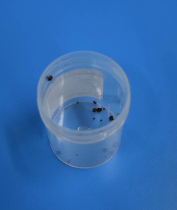 TICK SEASON: Some of the tiny ticks found on GT the cat. Photo: Hannah Baker