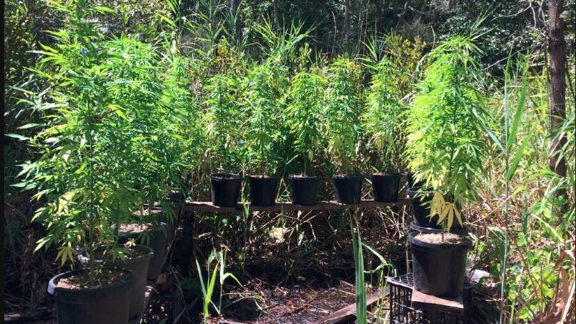OPERATION: Pictures of the cannabis plants allegedly found at North Stradbrdoke Island. Photo: Queensland Police Service