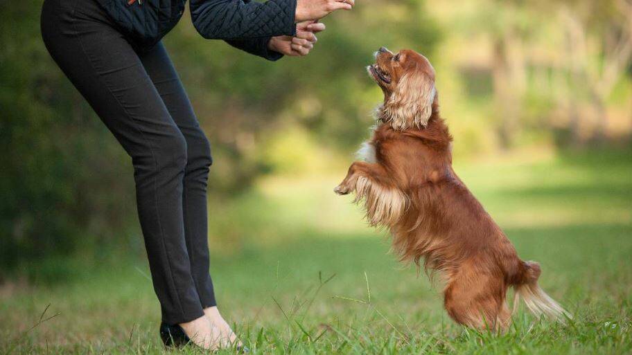 DOWN BOY: A free tutorial will help Redlands dog owners to know how to keep in command. 