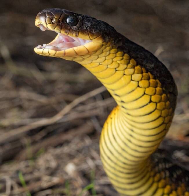 Tiger snakes, one of Australia's most venomous snakes, will be able to be identified through the app. Picture: Adam Brice