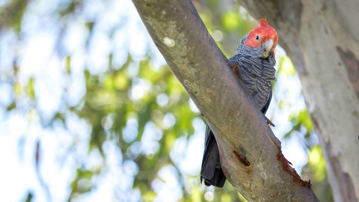 A male gang-gang cockatoo outside a hollow it uses as a nest at Mount Mugga Mugga Nature Reserve. It's one of about 150 gang-gangs thought to call the ACT home. Picture: Sitthixay Ditthavong