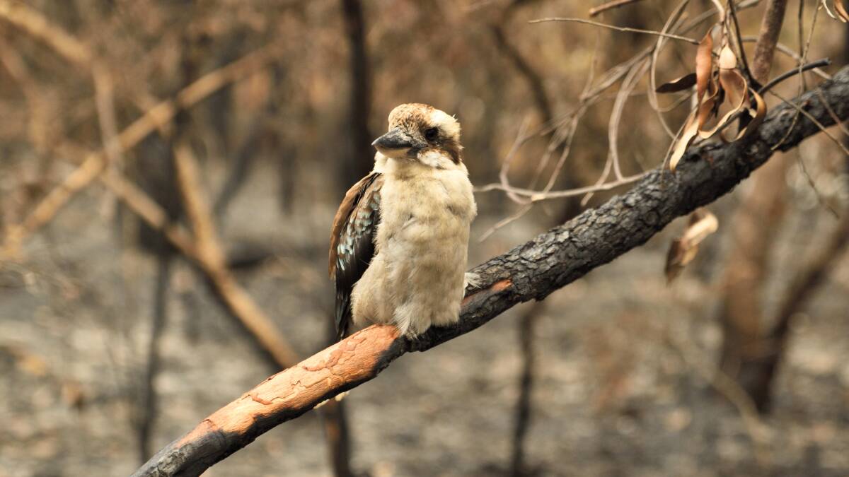 The full effect of the 2019-2020 bushfires on Australian species is still being assessed. Picture: Shutterstock