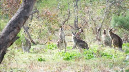 A mob of kangaroos obstructed the path of the drivers of a stolen vehicle in Canberra.