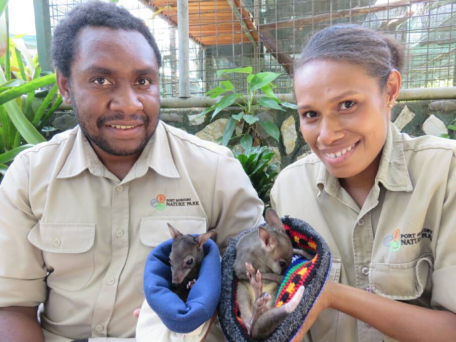 Staff at the Port Moresby Nature Reserve are involved in the rescue and conservation of tree kangaroos.