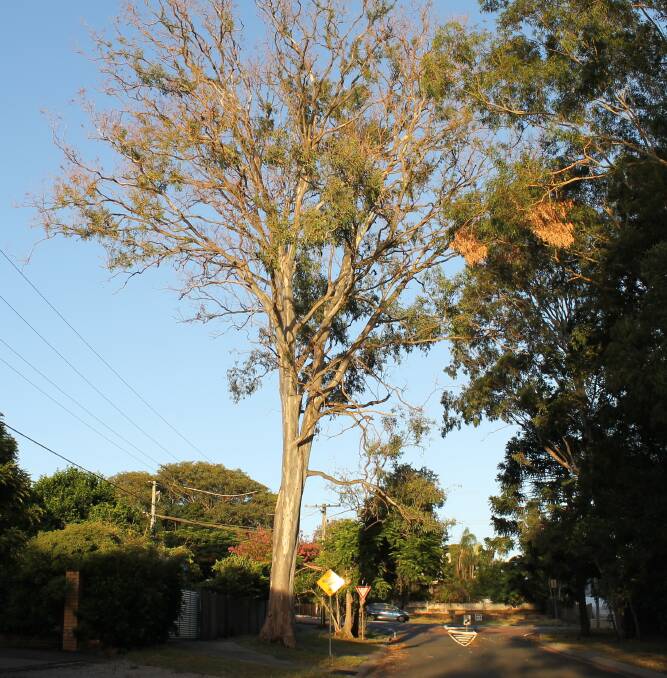 TREE: This gum tree is being closely monitored after vandals drilled poison into the root system.