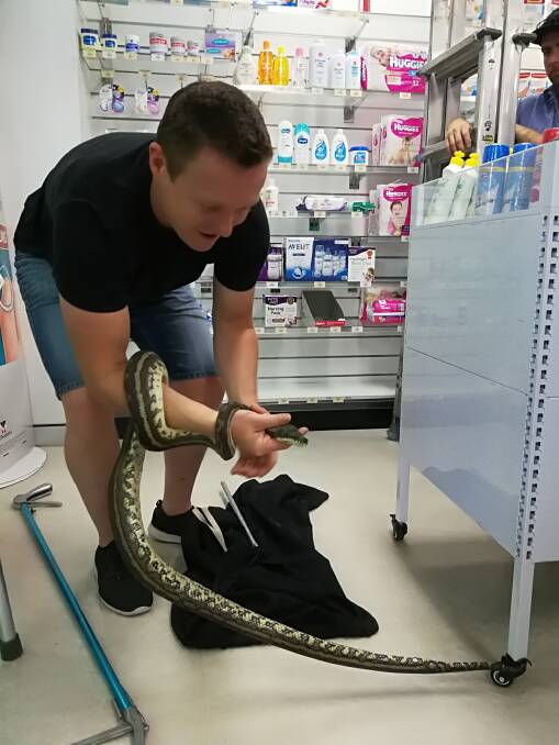 SNAKE: Snake catcher Tony Morrison catches a 1.5 metre python at the Victoria Point pharmacy on Thursday.