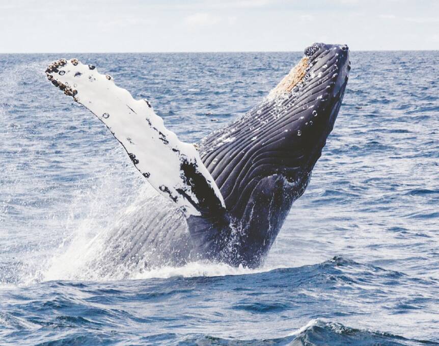 STARS: The star of the Welcome the Whales festival on July 29 and 30 is the whale, seen here off North Stradbroke Island.