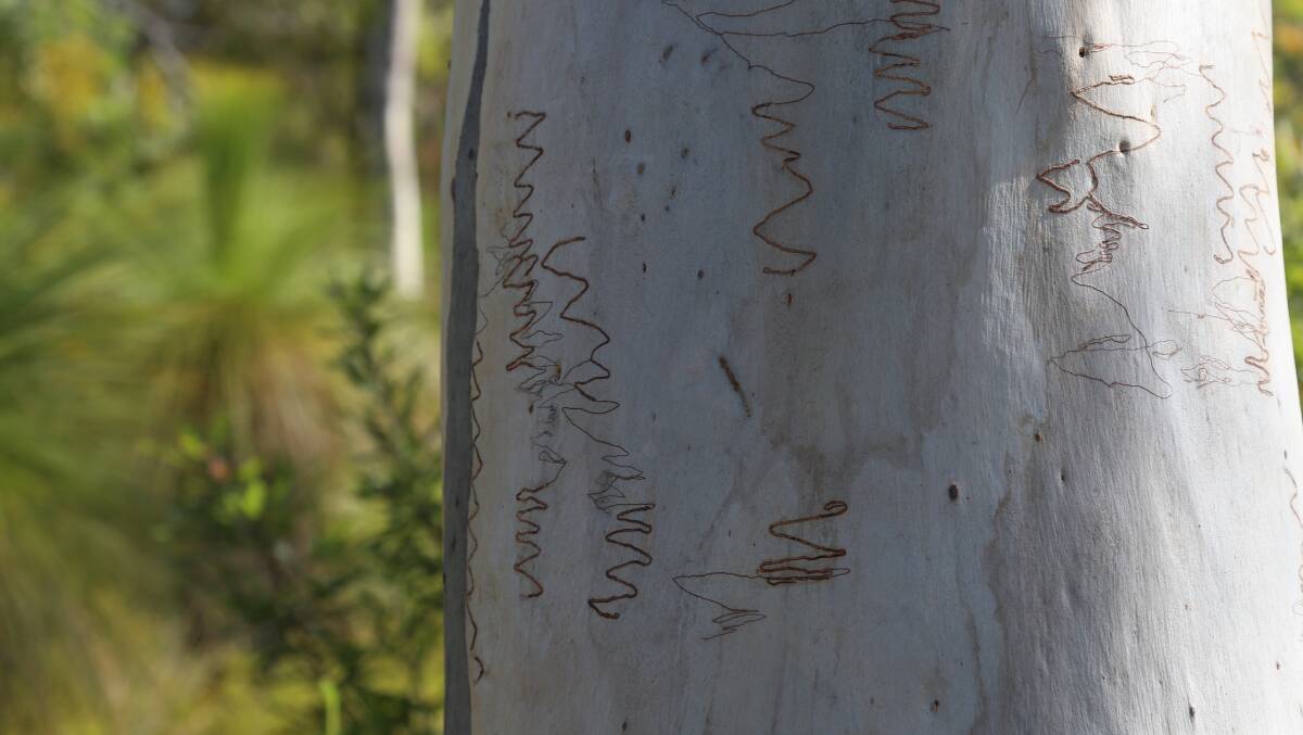 SCRIBBLY: The patterns on the Scribbly Gum tree are caused by moth larva.