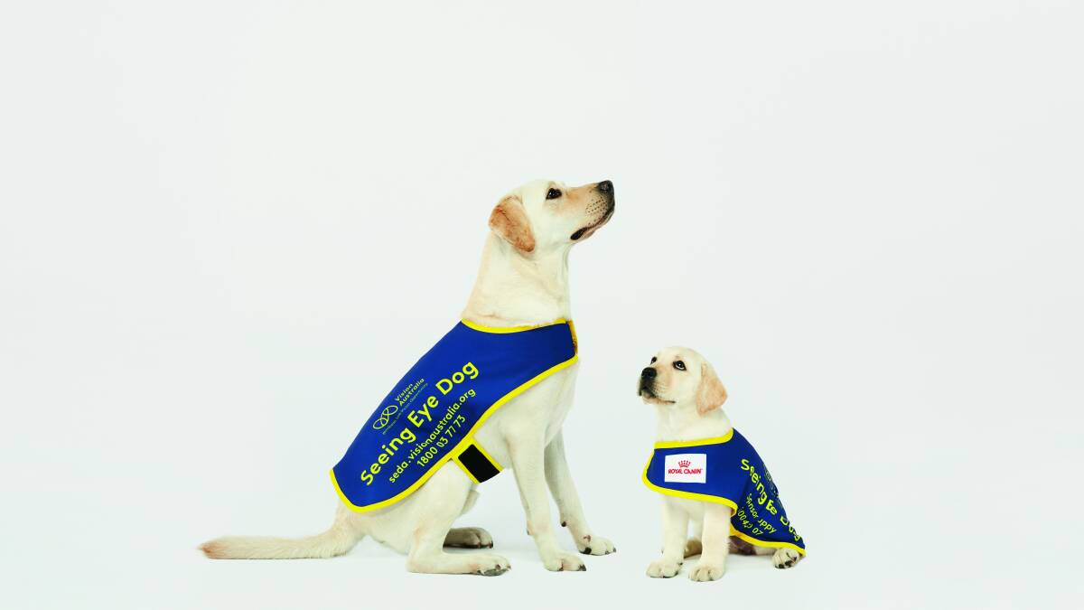 EYE DOG: Make contributions to this year's Seeing Eye Dog appal at local Petbarn stores at Capalaba, Cleveland or Victoria Point.