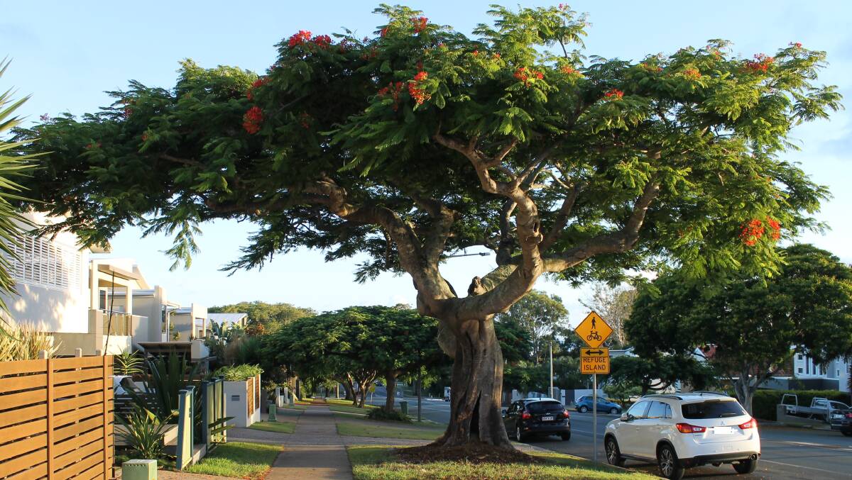 VANDALS: Vandals have tried to destroy this poinciana tree at Wellington Point. These trees are a popular sight when in bloom.