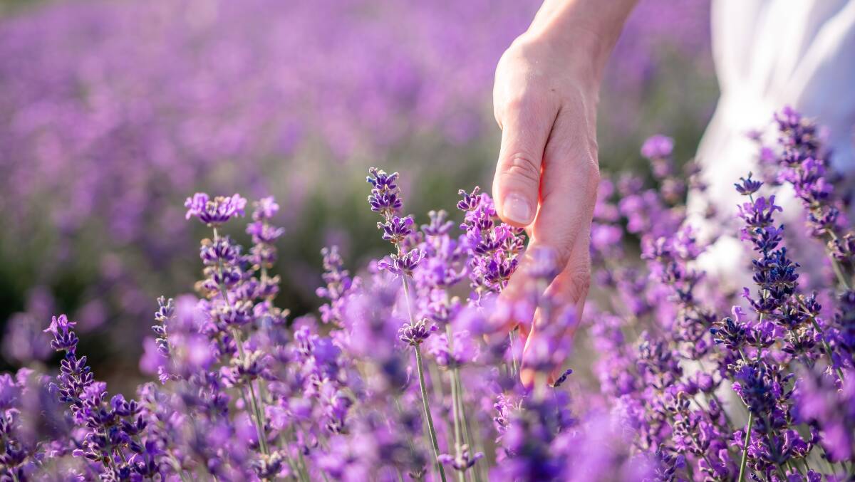 Lavender is a traditional scented favourite in the garden. Picture: Shutterstock. 