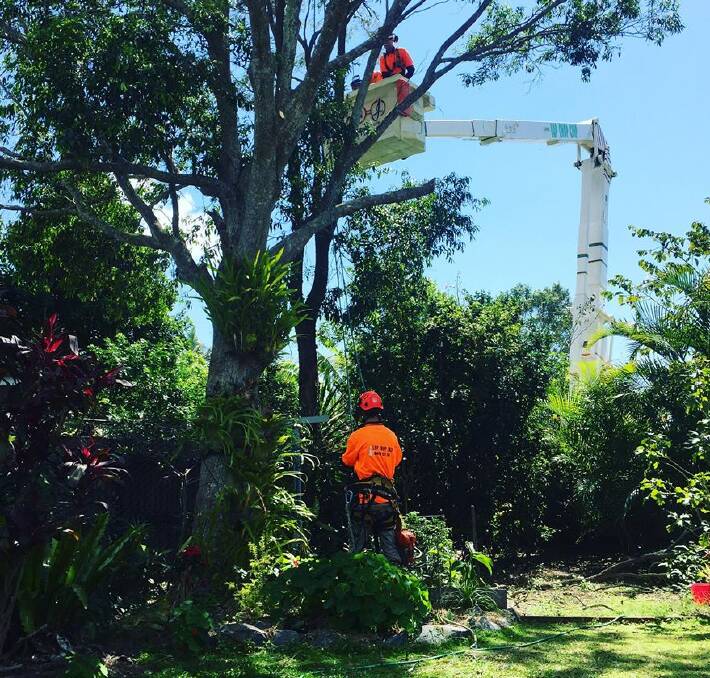 Cut above the rest: Lop, Chop and Chip provide professional tree management services to local councils, commercial clients and residential customers. Photo: Supplied.