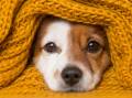 Make sure you and your dog stay warm and cosy these wild winter nights with the PetSafe Pet Loo. Picture: Shutterstock