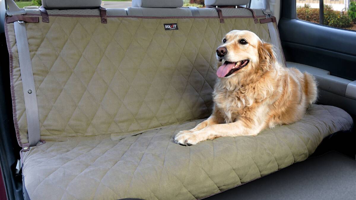 On the road: Travel tips to keep your dog safe and happy these holidays