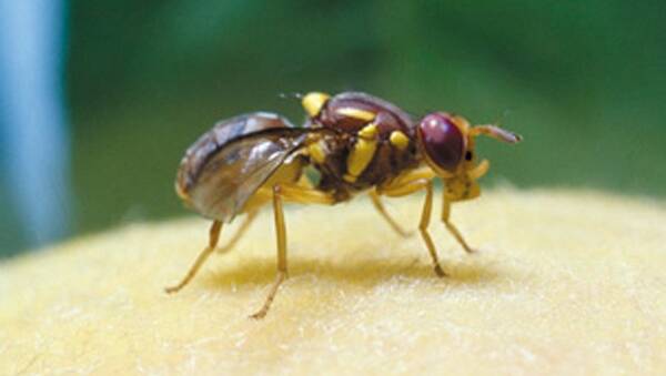 FLY PROBLEM: Queensland fruit fly, one that we do not want around.