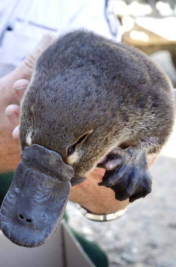 UNDER THREAT: A female platypus. The unusual creatures are under threat due to clearing and the impact of foxes, cats, and dogs.