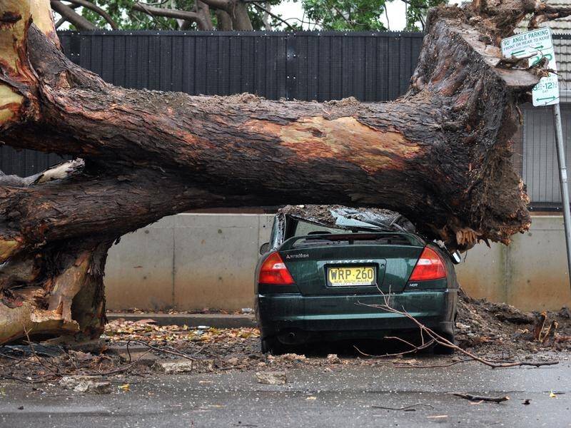 The NSW SES responded to more than 34,000 storm damage jobs in the past year.