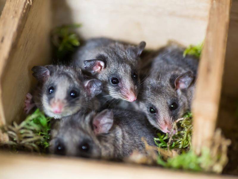 Seven mountain pygmy possums have been born at Victoria's Healesville Sanctuary.
