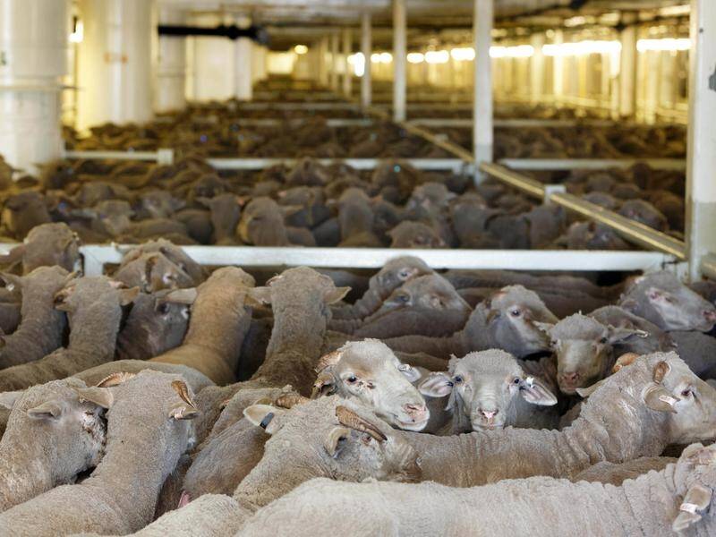 MP renews push to end live animal exports | Redland City Bulletin |  Cleveland, QLD