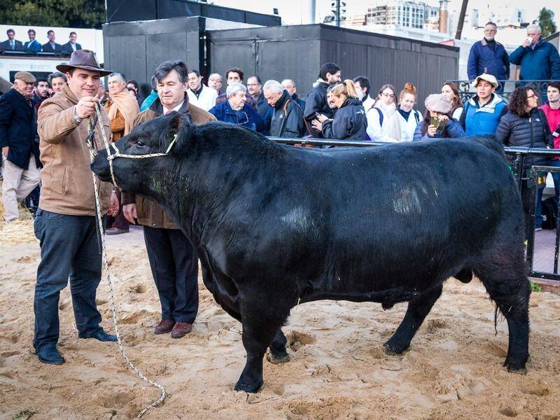 A bull named after French soccer star Kylian Mbappe is on show at an Argentinian agricultural expo.