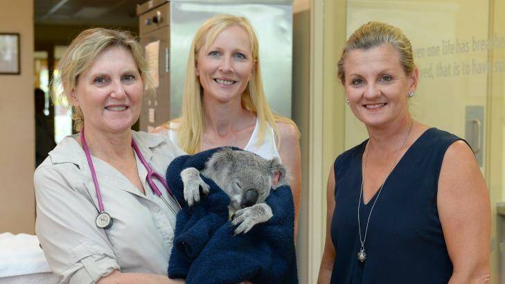 Flann the koala is ready to be released back into the wild. Photo: Ben Beaden