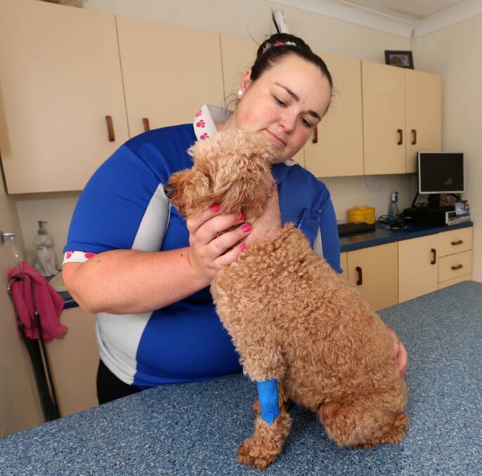 Redlands Veterinary Clinic vet Katria Lovell treats Lexi after the pack dog attack. Photo by Stephen Archer