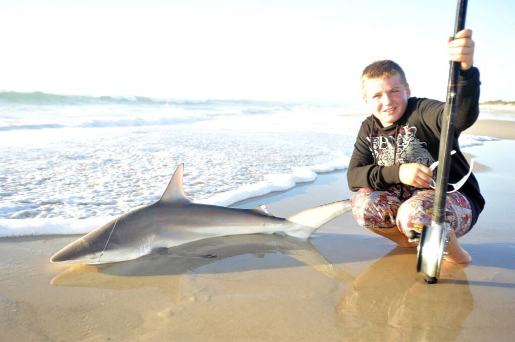 Ethan Grundy with a shark caught and released off the beach while tailor fishing.