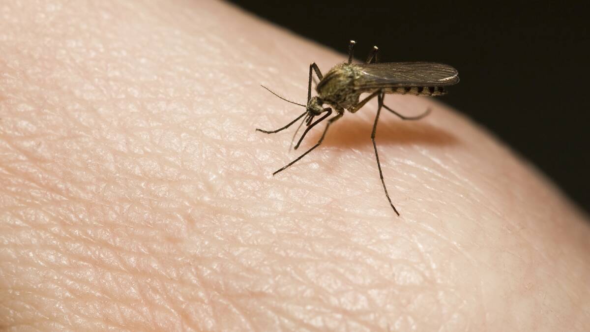 MOZZIE SEASON: Council will spray for mosquitoes at Victoria Point and Wellington Point. 