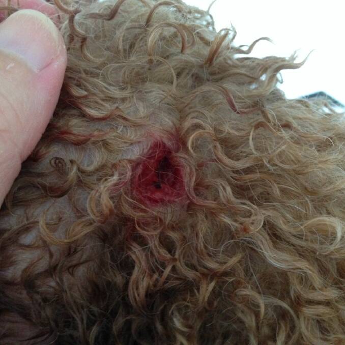 The dog attack left the spoodle with a neck laceration that penetrated almost to the bone.  
Photo by Janelle Campbell