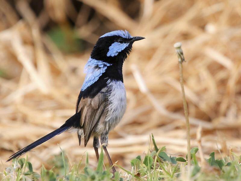 Birds can recognize alarm calls of other species, by learning to eavesdrop in a second language.