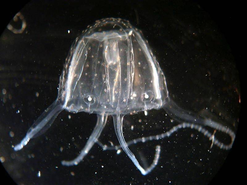 Authorities say Irukandji jellyfish stings are on the rise along the Queensland coast.