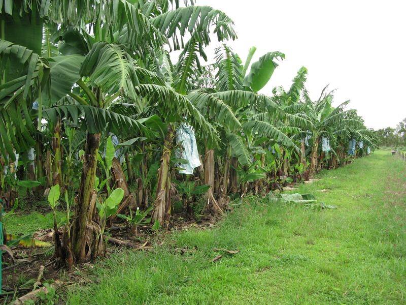 A suspected case of the wilting Panama disease has been detected at a far north Queensland farm.
