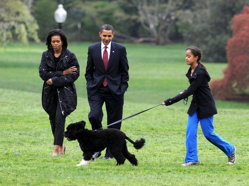 Bo, a Portuguese water dog, was a gift to the Obamas from the late Senator Edward M Kennedy