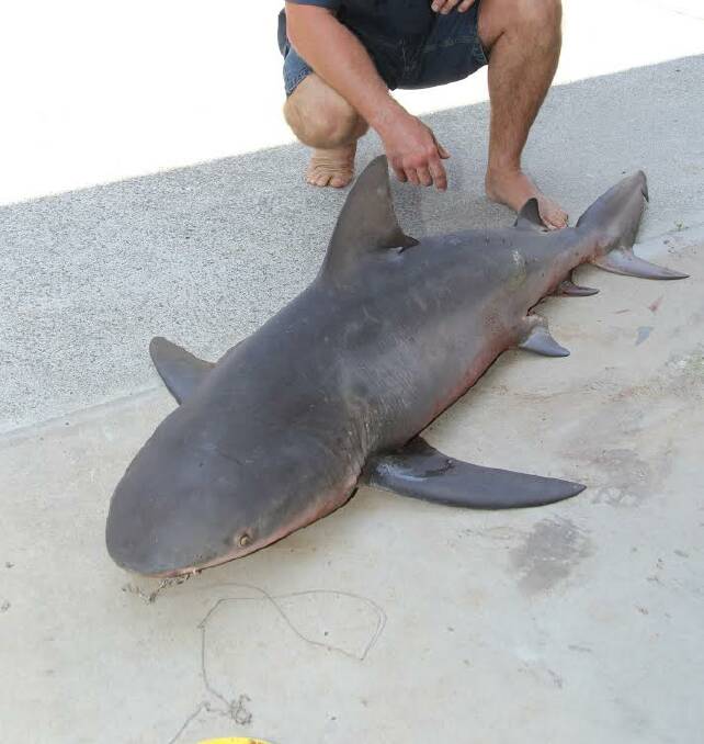 The bull shark caught at Thorneside on Thursday. Bull sharks are one of the world s most dangerous sharks because of their ability to swim in both fresh and salt water.