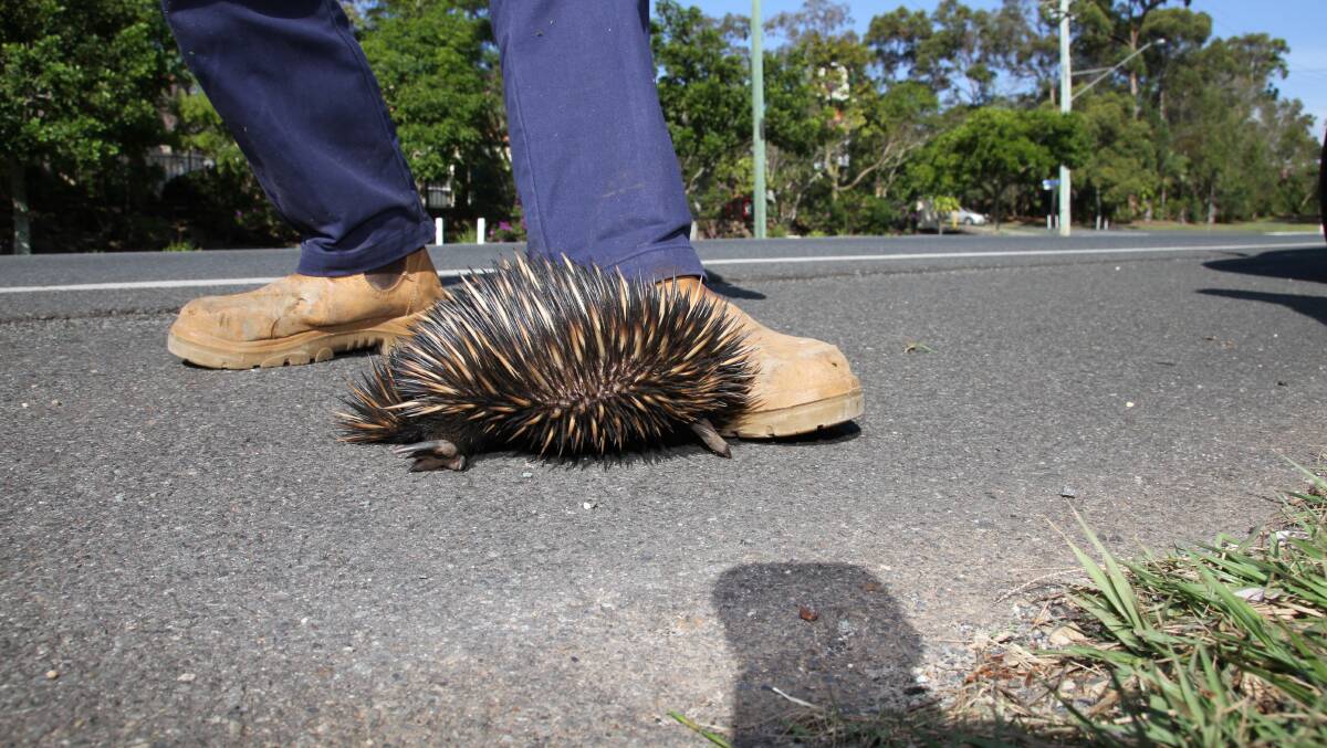 Redland City Council employee Ed Abel rescues an echidna from Wellington Street, Cleveland in .Photo: Chris McCormack