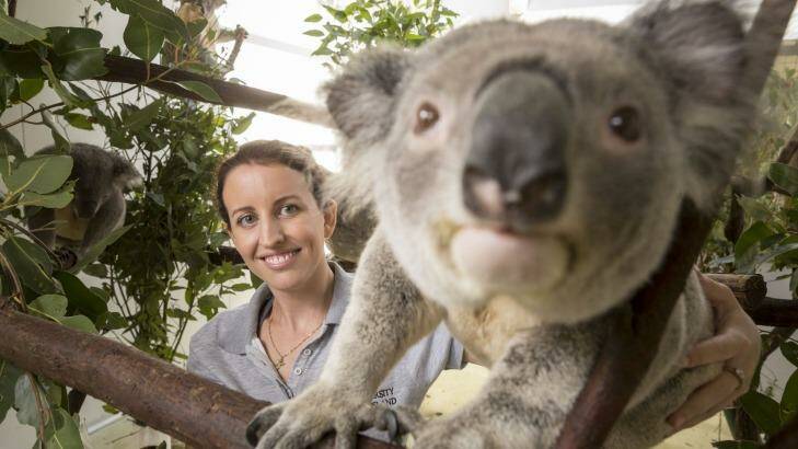 Ms Schultz has dedicated her time to making sure south-east Queensland koala's genetic diversity continues. Photo: Glenn Hunt