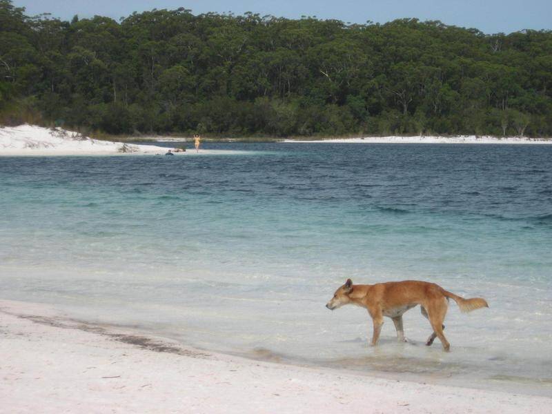Tourists and campers are being urged to keep away from dingoes on Queensland's Fraser Island.