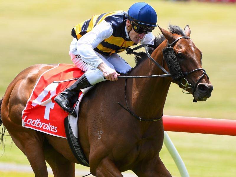Azuro runs in the Australia Day Cup ahead of a planned trip to NZ for the G1 Auckland Cup.