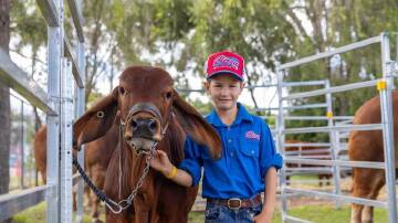 Logan Fahey of Bizzy Brahmans prepares for Beef Week in Rockhampton, Queensland. (HANDOUT/BEEF AUSTRALIA)