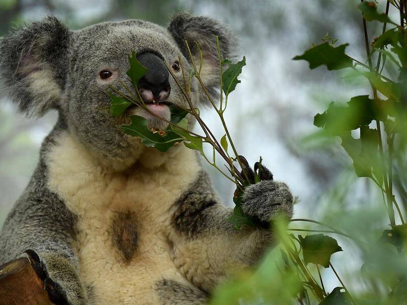 The South East Queensland Koala Conservation Strategy will prohibit the clearing of koala habitats.