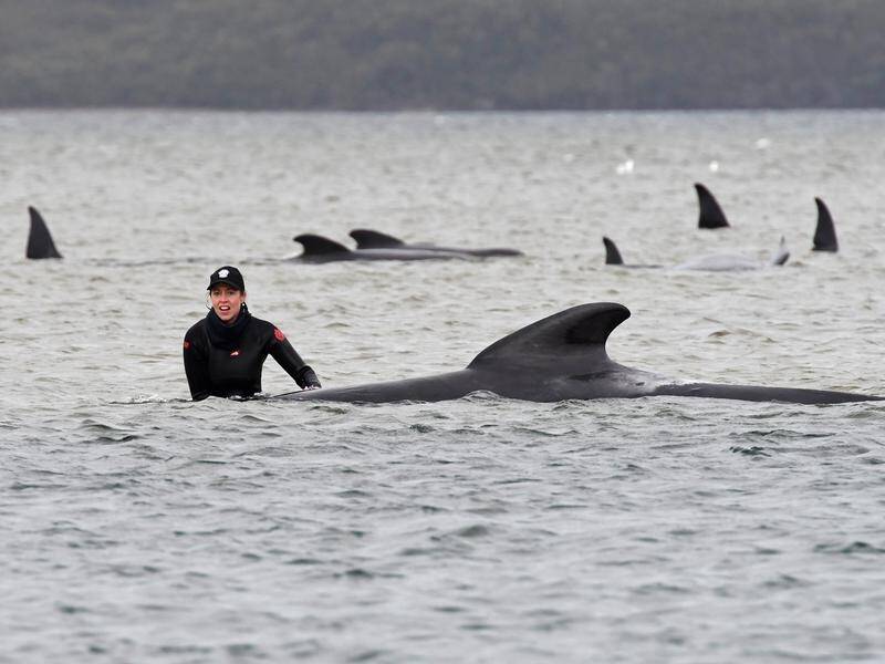 Rescuers will look for remaining survivors and haven't ruled out finding more whales alive.