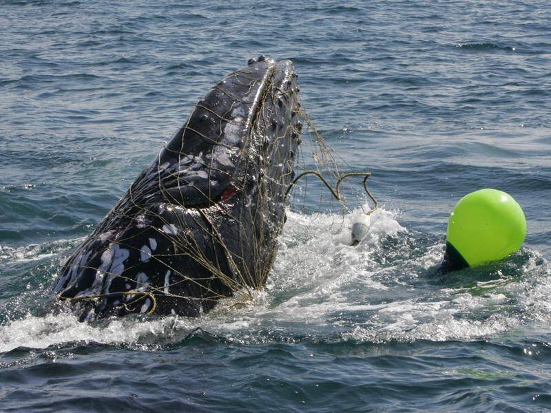 Shark nets provide a risk to migrating whales in Queensland waters, activists say. (file photo)