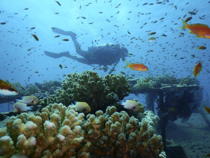A study shows more frequent marine heat waves are threatening coral, fish and other marine life.