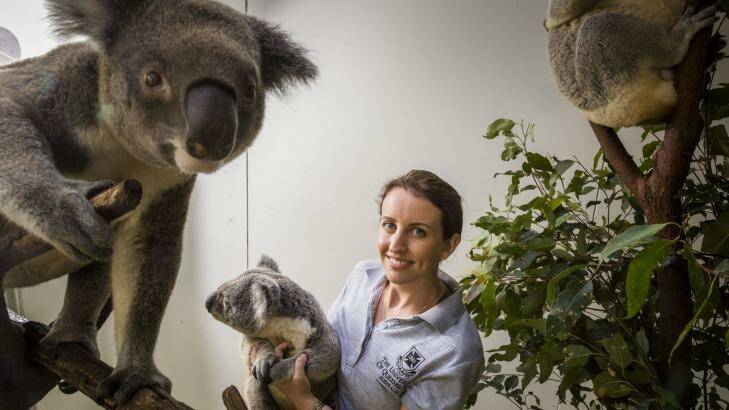 Bridie Schultz with Romeo the koala and other captive koalas at Dreamworld. Photo: Glenn Hunt
