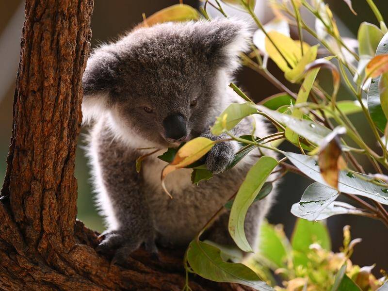 Activist Geoff Cousins wants NSW's state-owned Forestry Corporation to stop logging koala habitat. (Dean Lewins/AAP PHOTOS)